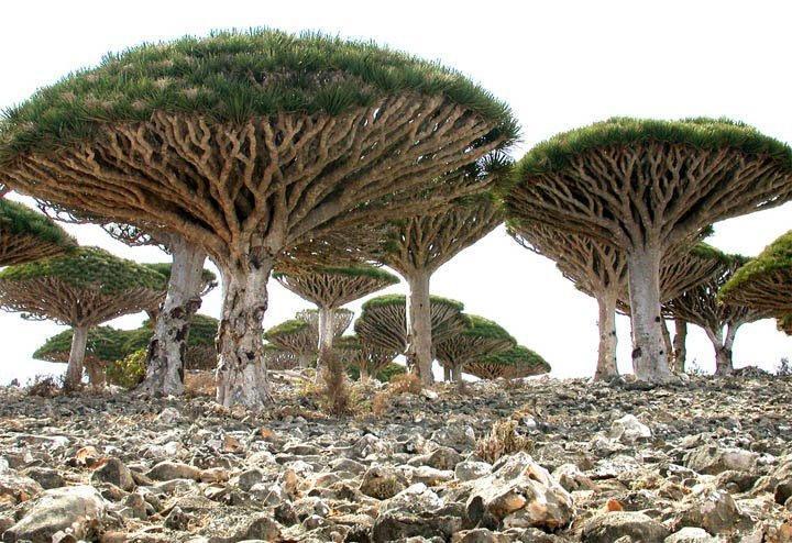 جزیره Socotra در یمن