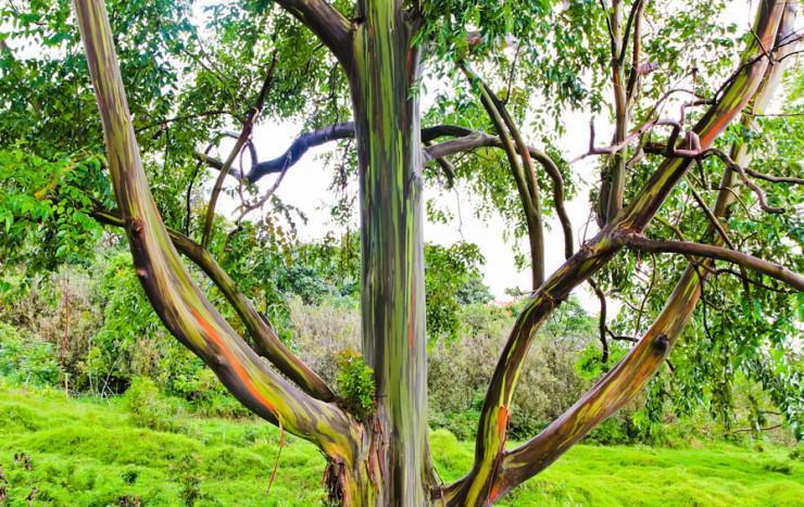 درختان رنگارنگ، رنگین کمان اکالیپتوس