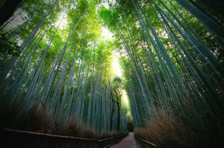 بهترین پیاده روی در جنگل بامبو کیوتو، ژاپن