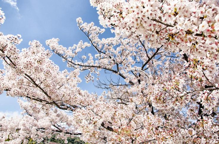 جشن شکوفه های گیلاس در ژاپن