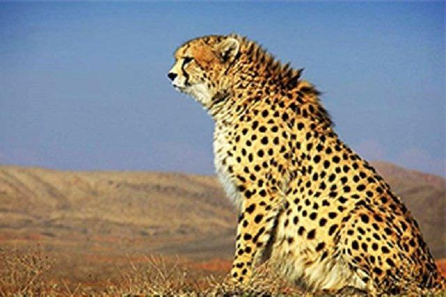 کاهش تعداد یوزپلنگ های مشاهده گردیده در منطقه میاندشت جاجرم