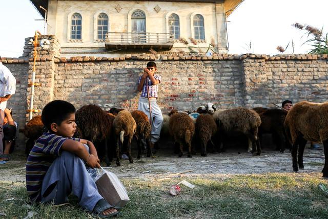 گوشت گوسفند عید قربان در سلاخی قیمت ها؟!