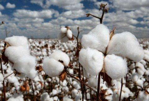 شروع برداشت پنبه و آفتابگردان در گلستان