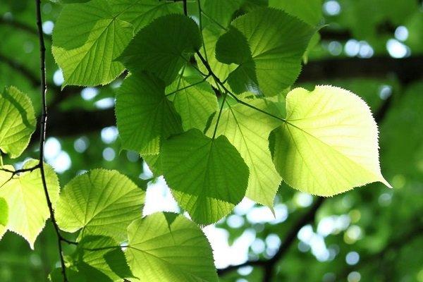 فراوری دستگاه فوتوسنتز مصنوعی برای تامین انرژی از درختان