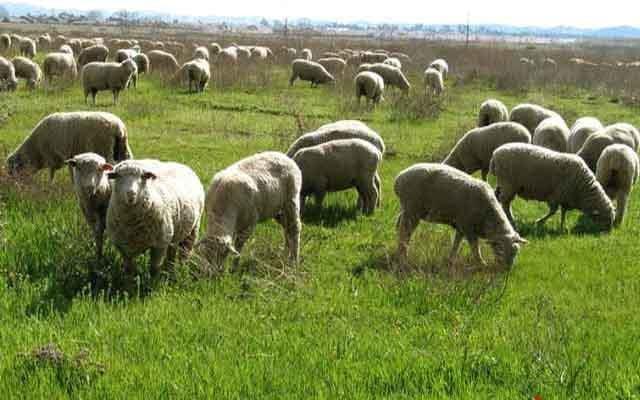 نیمی از دامداران گیلان دامداری را رها کردند