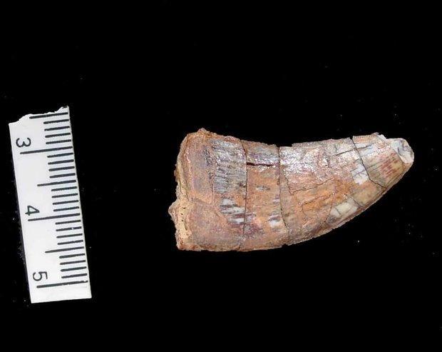 تبدیل دندان به دایناسور کامل، یک کلاغ چهل کلاغ در اخبار موزه برزیل
