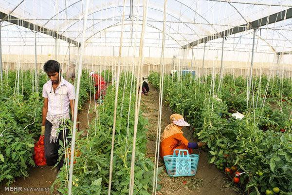افتتاح 40 هکتار گلخانه در لرستان، 1500 هکتار گیاه دارویی کشت شد
