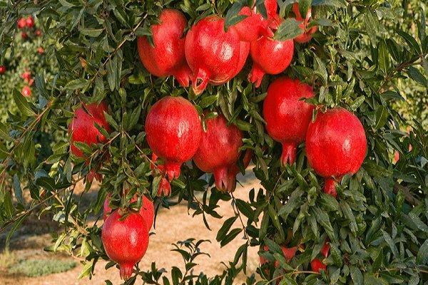 برداشت انار از باغات چهارمحال و بختیاری شروع شد