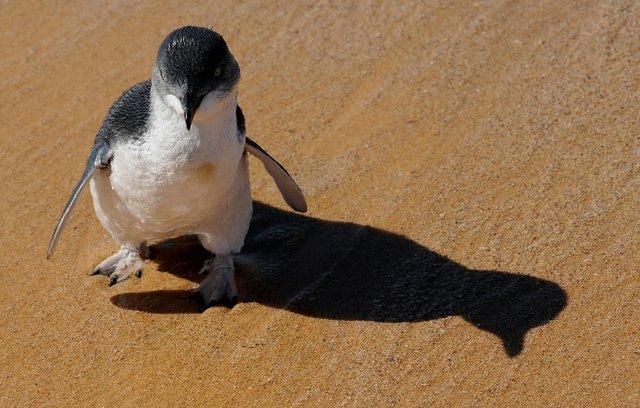 کشف لاشه 58 پنگوئن در ساحل جزیره تاسمانی