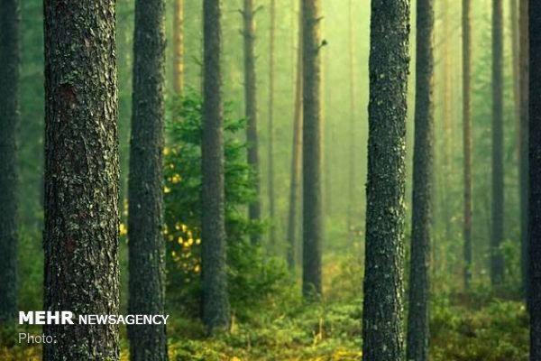 6 سایت جنگل های مازندران برای ثبت در یونسکو انتخاب شد