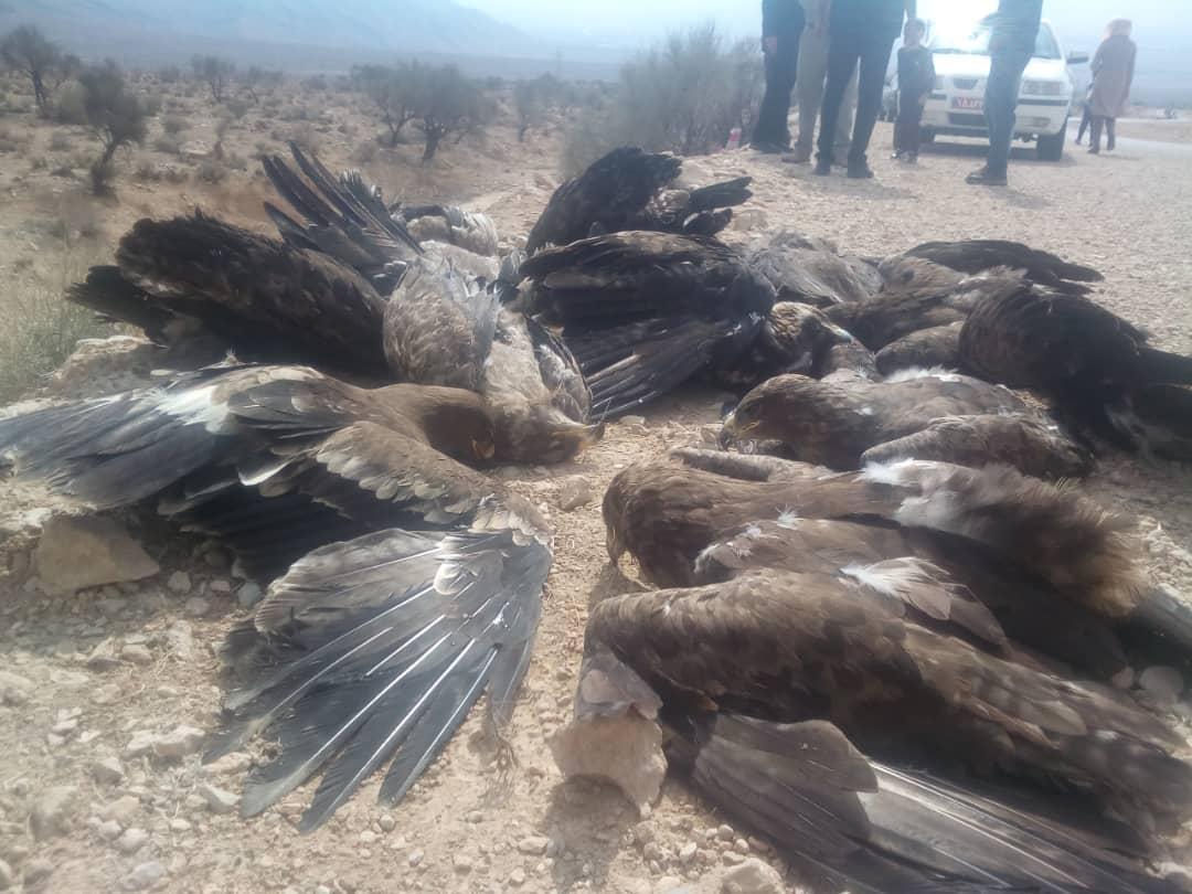 فاجعه زیست محیطی در سروستان؛ مرگ 28 عقاب صحرایی مسموم در سروستان