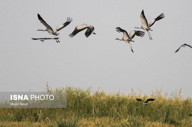 درناها هنوز به میقان امیدوارند