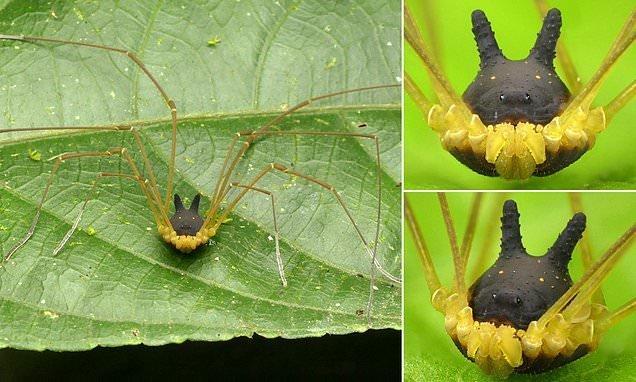 عجیب ترین عنکبوت جهان با سری شبیه سگ ، عکس