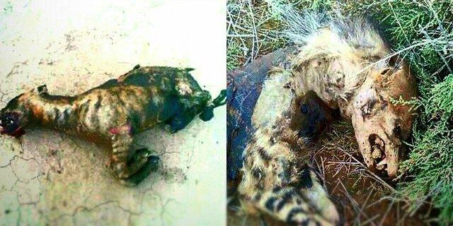 سوزاندن سه کفتار در فیروزه