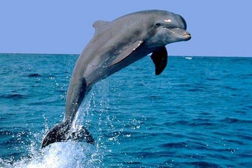 پتروشیمی نوری عسلویه حامی دلفین های گوژپشت خلیج فارس شد