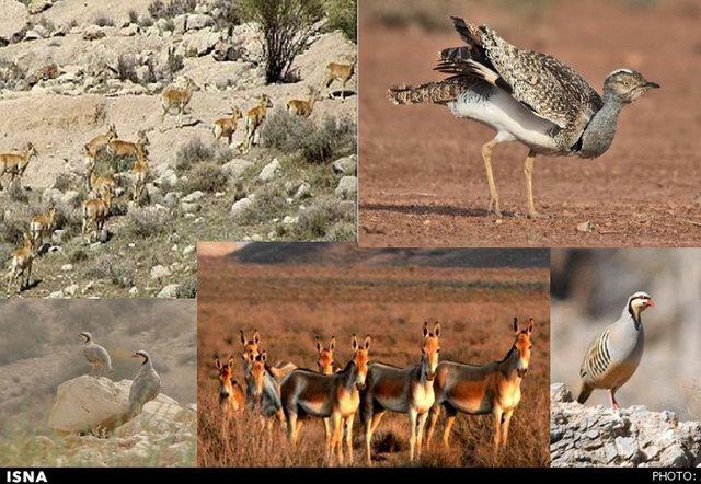 وجود 72 گونه جانوری در استان فارس
