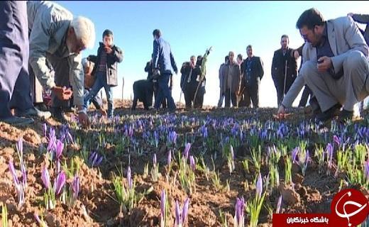 زعفران، گیاهی سازگار با اقلیم کویر، درآمدزایی بالای طلای سرخ برای کشاورزان