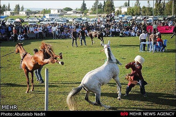 رقابت 50 سر اسب اصیل ترکمن در جرگلان