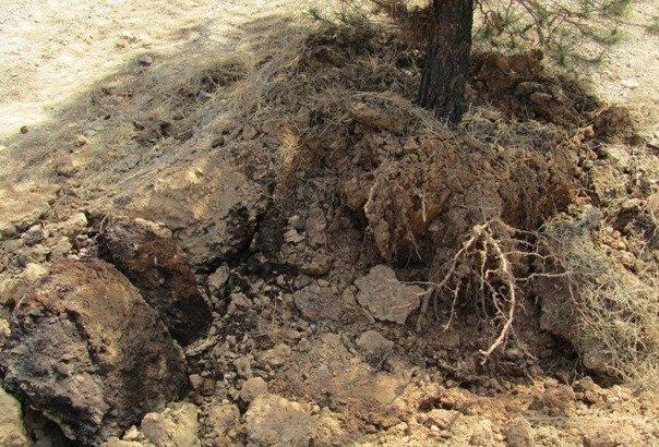 خاک بر اثر مصرف کودهای شیمیایی سفت می گردد