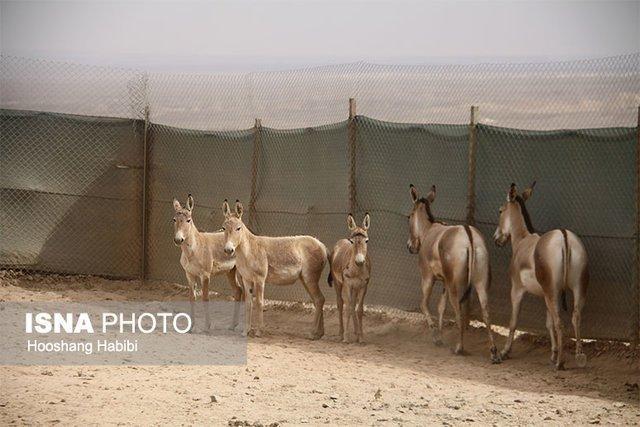 زنده گیری و انتقال 4 رأس گورخر از یزد به سمنان