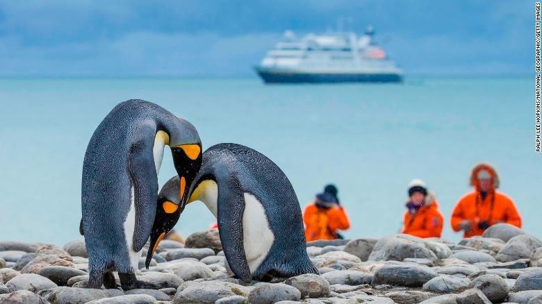 به خطر افتادن جان پنگوئن های قطب جنوب با باکتری های انسانی