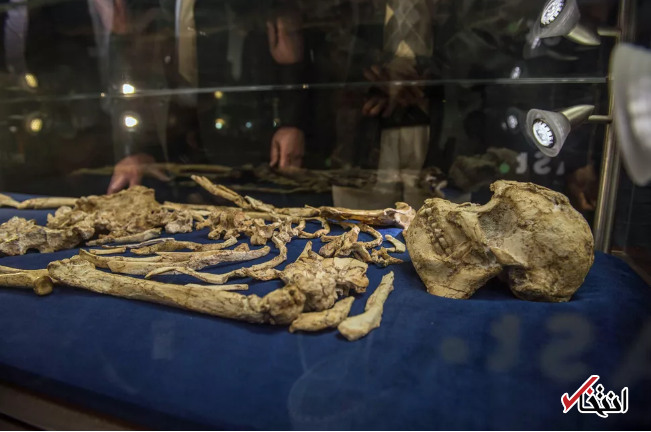 کشف گونه جدیدی از انسان اولیه در ژوهانسبورگ ، رمزگشایی اسکلتی که 3.6 میلیون سال قدمت دارد