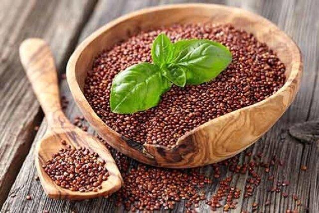 خاویار گیاهی در کشت زارهای خراسان شمالی برای نخستین بار