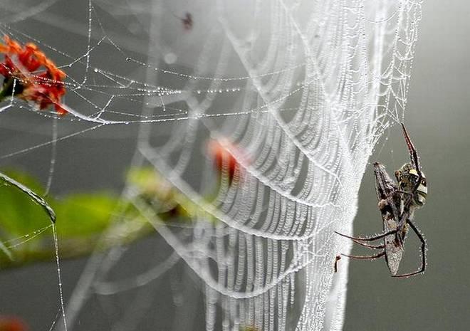 ویدئویی جالب از تنیدن تار توسط عنکبوت