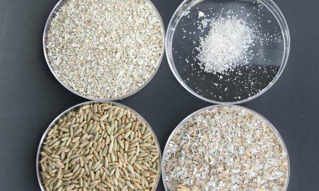 کشف یک آنتی اکسیدان طبیعی در سبوس غلات کشف یک آنتی اکسیدان طبیعی در سبوس غلات