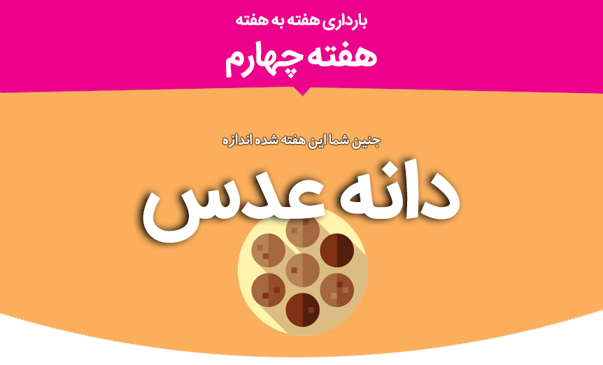 تقویم بارداری هفته به هفته؛ چه اتفاقاتی برای جنین و مادر در هفته چهارم بارداری می افتد؟