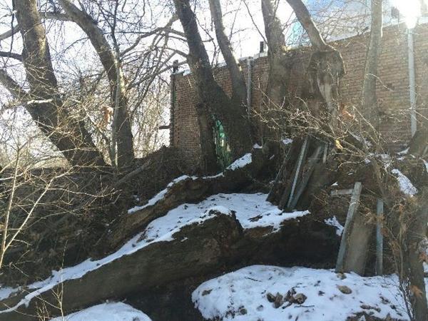 درخت چنار 300 ساله اردبیل برای ثبت ملی مطالعه می شود درخت چنار 300 ساله اردبیل برای ثبت ملی مطالعه می گردد