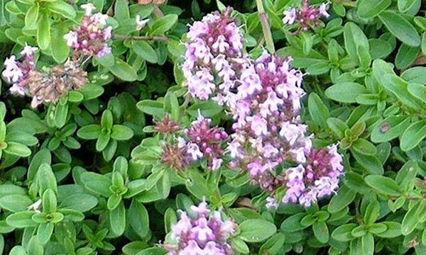 برداشت آویشن در قیر و کارزین