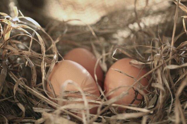پروتئین های انسانی وارد تخم مرغ می شوند!