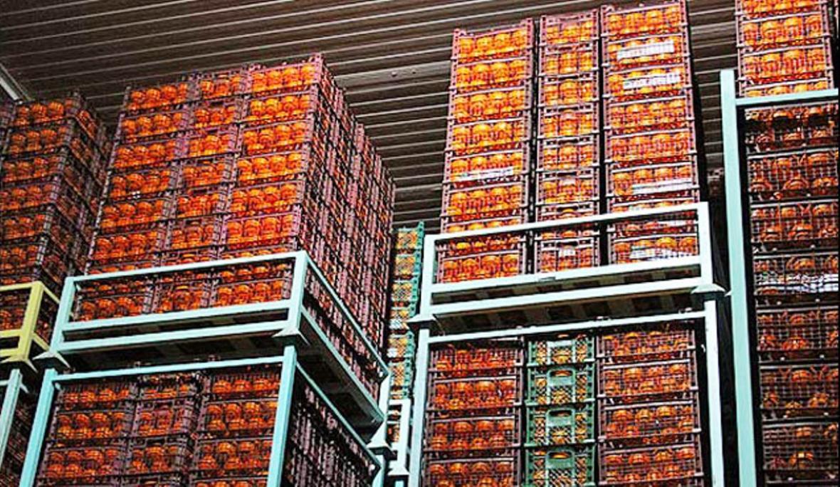 امامی امین اطلاع داد؛ ذخیره 9 هزار تن میوه برای شب عید در استان تهران