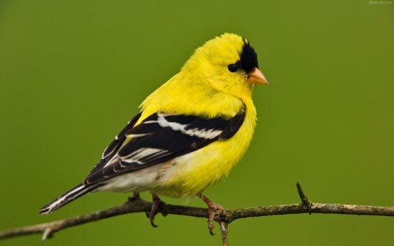 6 گونه پرنده جدید در چهارمحال و بختیاری رویت شد