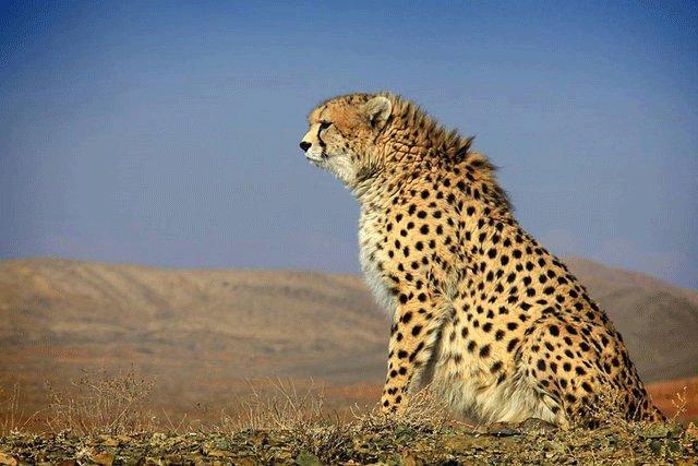 خروج سگ های گله از زیستگاه یوزپلنگ ها خروج سگ های گله از زیستگاه یوزپلنگ ها