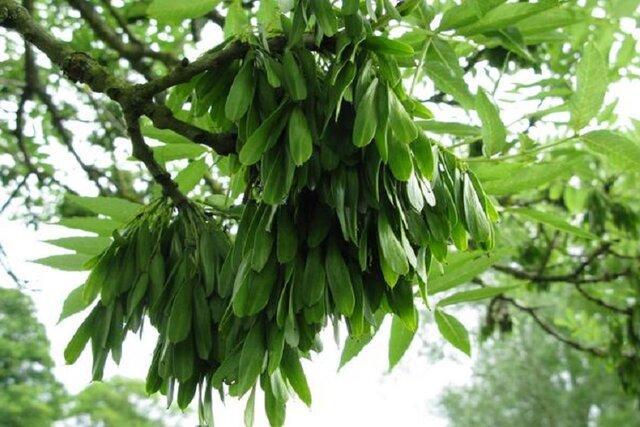 زبان گنجشک در بجنورد زیادی کوتاه می گردد