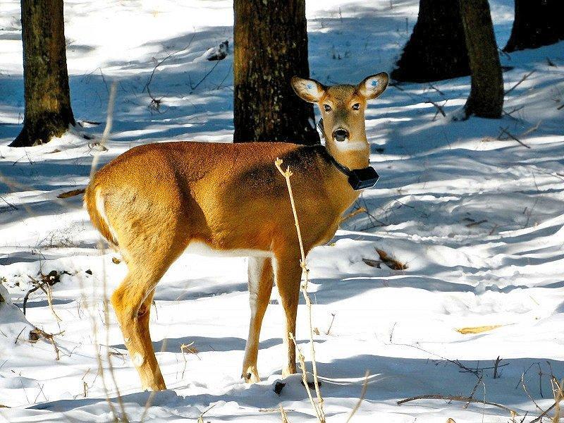 انسان مقصر مرگ و میر مهره داران خشکی