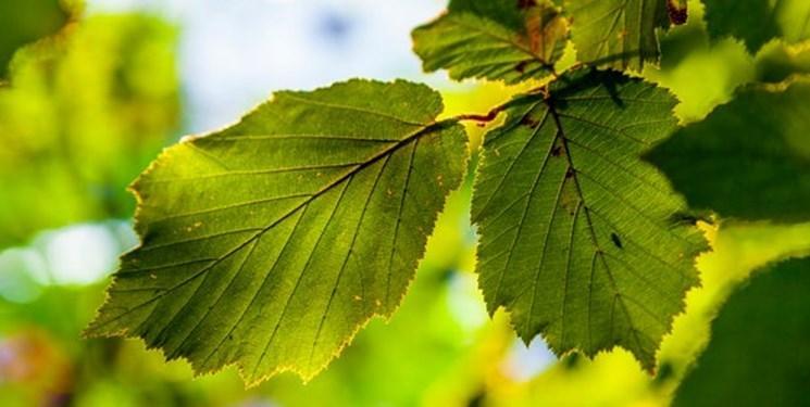 ساخت برگ های مصنوعی با الهام از دنیای واقعی