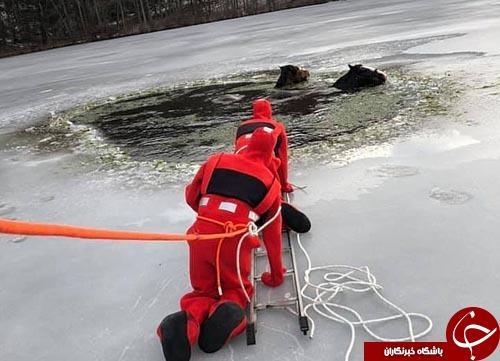 اسب های چموشی که تا مرز یخ زدگی رفتند