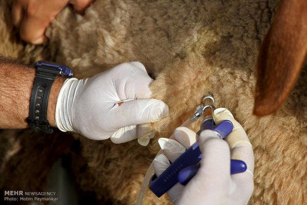 انجام سالانه 9 میلیون نوبت سر واکسیناسیون دام در استان همدان