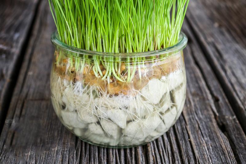 روش درست کردن سبزه عید در تنگ شیشه ای روش درست کردن سبزه عید در تنگ شیشه ای
