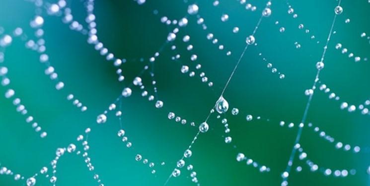 تار عنکبوت به یاری ساخت ماهیچه های مصنوعی می آید