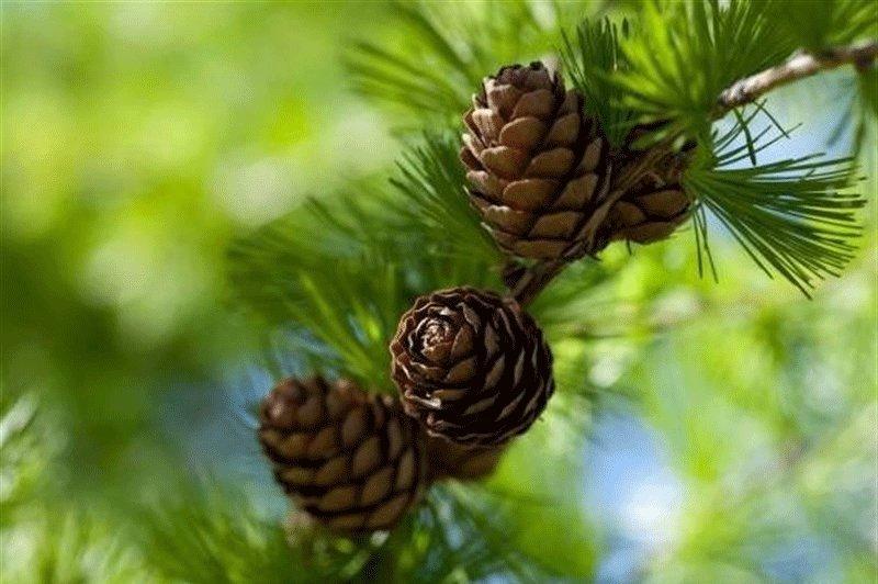 سرو، کاج و چنار دیگر مناسب تهران نیستند