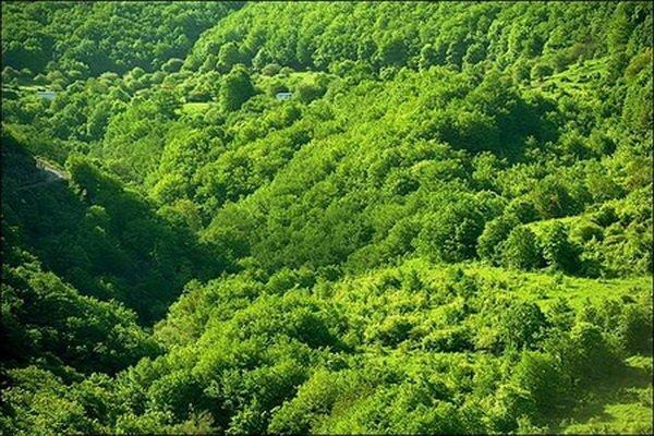 60 هزار هکتار جنگل کاری در استان ایلام انجام شد