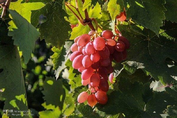 بررسی کشت انگور در خاک های شور توسط محققان کشور