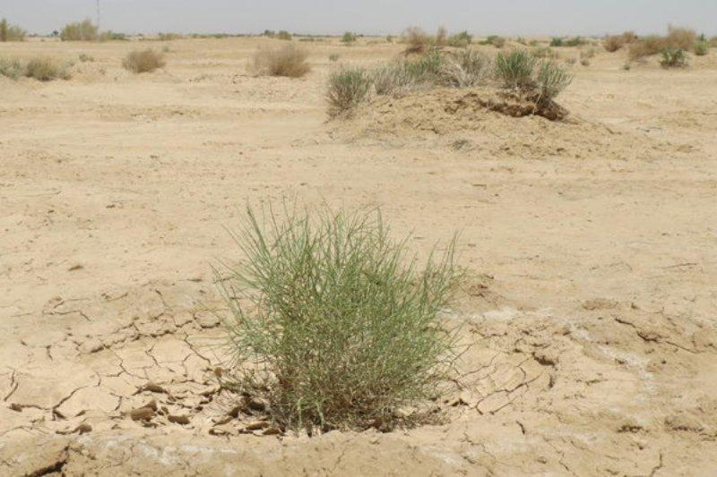 350 هزار هکتار مراتع گلستان درمعرض بیابانی شدن است 350 هزار هکتار مراتع گلستان درمعرض بیابانی شدن است