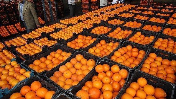 10 هزار تن پرتقال جنوب کرمان در بازار میوه کشور