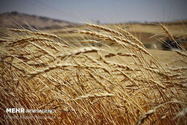 برداشت نخستین گندم کشور در سیستان و بلوچستان شروع شد