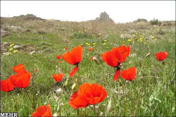 زیبایی های طبیعت جذاب در قم، دره ریواس را در نوروز تماشا کنید زیبایی های طبیعت جذاب در قم، دره ریواس را در نوروز تماشا کنید
